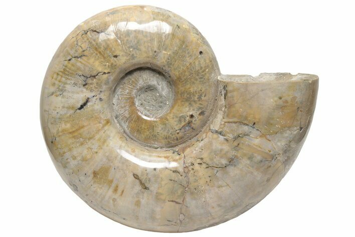 Polished Ammonite (Argonauticeras) Fossil - Madagascar #210389